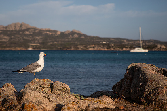 20240702_Sardinia 24-3193