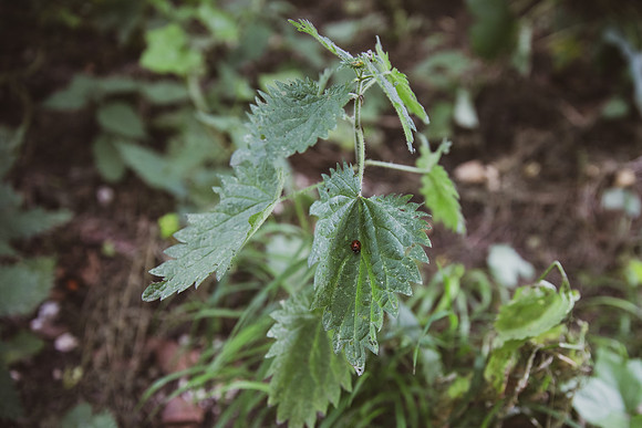 20200630_Wandlebury-9230
