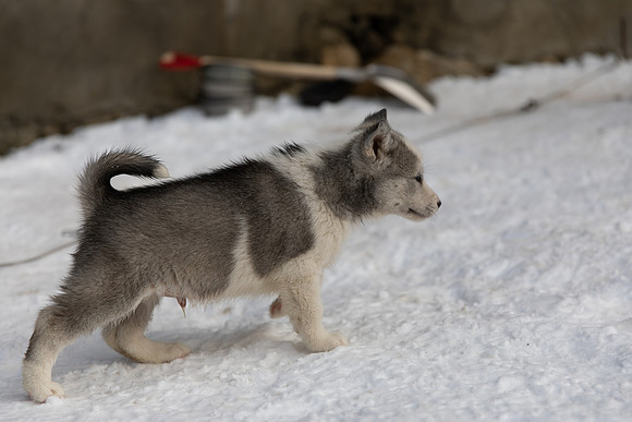 20181220_huskypuppies-9353