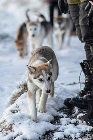 20211107_Engholm Husky-7311