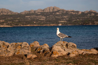 20240702_Sardinia 24-3189