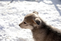 20181220_huskypuppies-9304