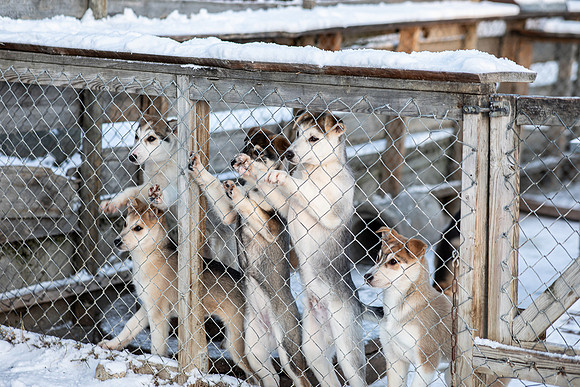 20211107_Engholm Husky-6969