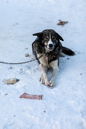 20211107_Engholm Husky-6965