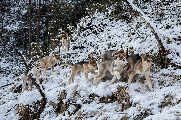 20211107_Engholm Husky-7594-2