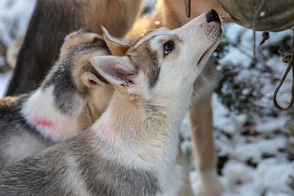 20211107_Engholm Husky-7069