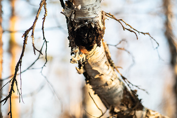 20211107_Engholm Husky-7279