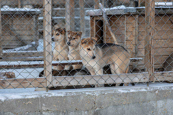 20211107_Engholm Husky-6934